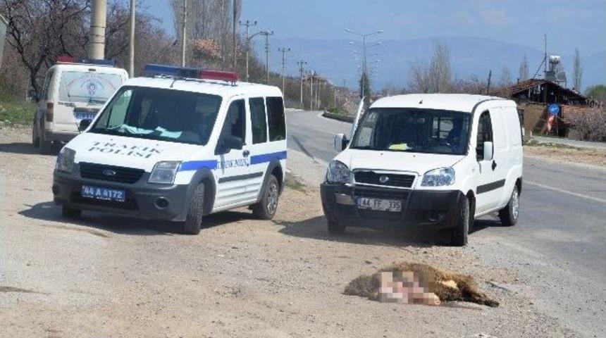 Malatya&rsquo;da Yaşanan Kazada Bir Koyun Telef Oldu