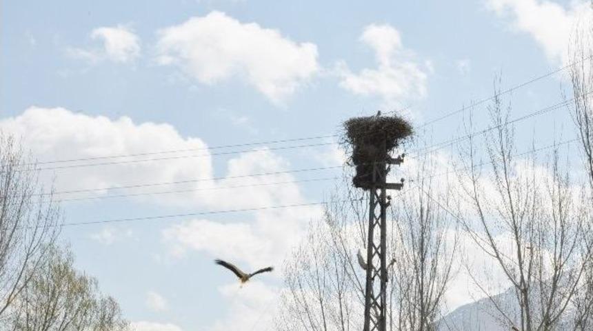 Leylekler 23 Yıldır Aynı Yuvayı Kullanıyor