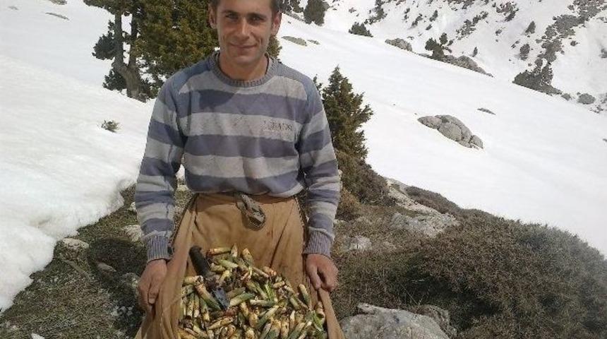 Kahramanmaraş&rsquo;ta &Ccedil;iriş Otu Sezonu Başladı