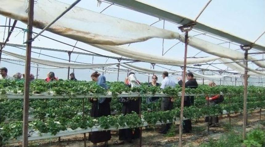 &Ccedil;orumlu &Uuml;reticiler &Ccedil;ilek Seralarını Ziyaret Etti