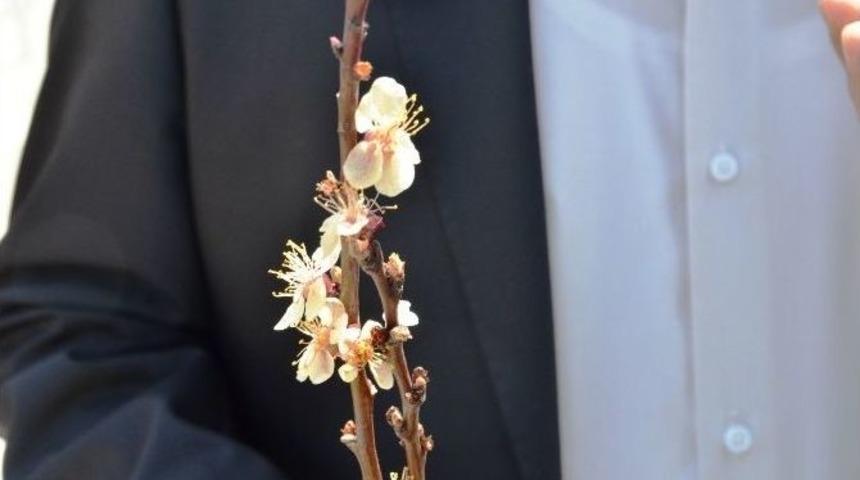 Malatya&rsquo;da Don Kayısıyı Yine Vurdu