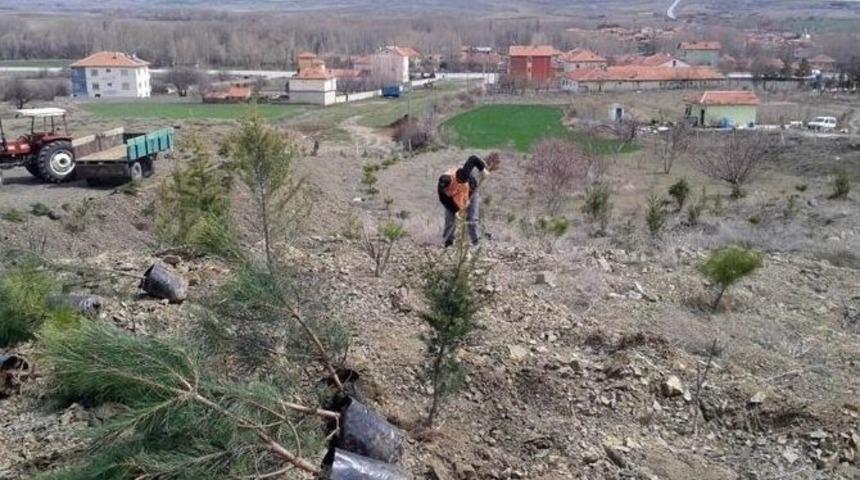 Tema Vakfı &Ccedil;iğdemli Kasabasında 250 Fidan Dikti