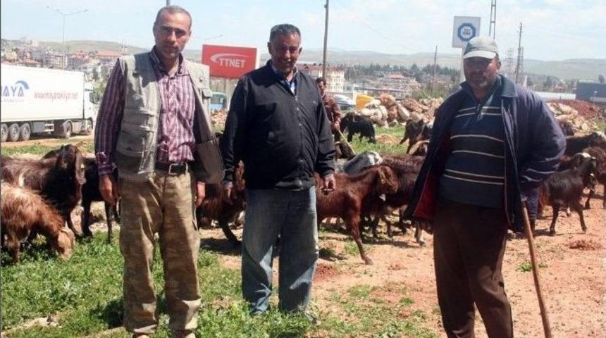 Hataylı &Ccedil;obanlar Sınırdaki Meranın A&ccedil;ılmasını İstiyor