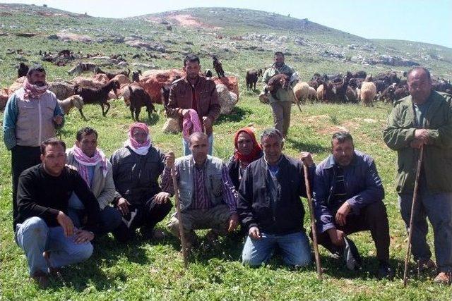 Hataylı &Ccedil;obanlar Sınırdaki Meranın A&ccedil;ılmasını İstiyor 1