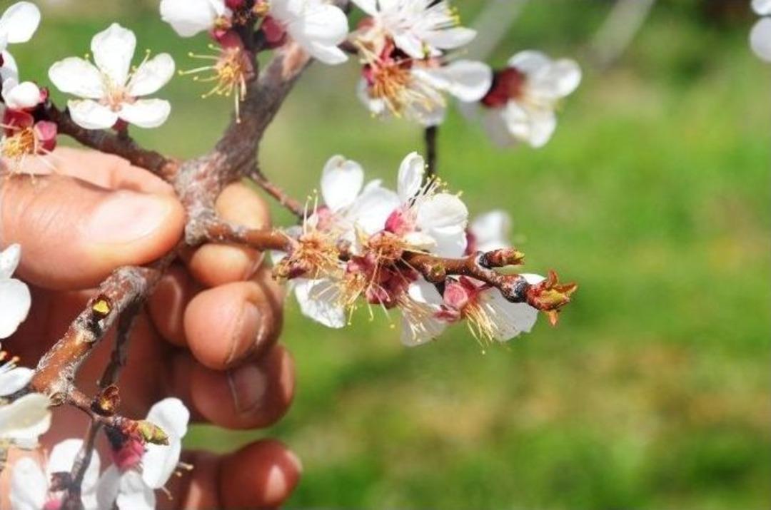 Kayısıda Zarar Tespit &Ccedil;alışmaları Başladı