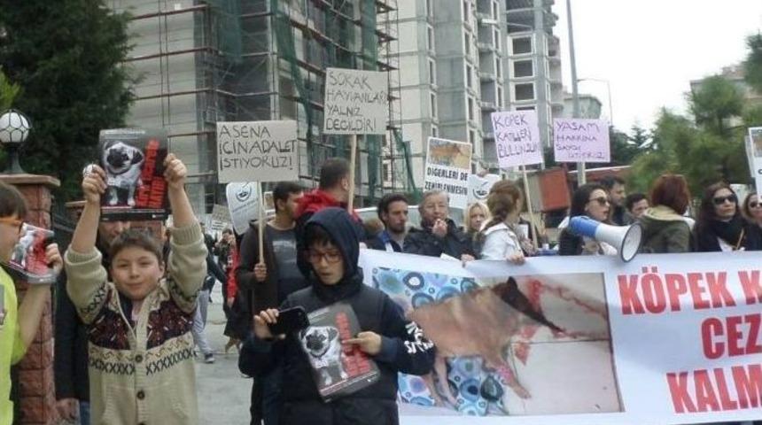 Beylikd&uuml;z&uuml; Belediyesi, Zehirlenerek &Ouml;ld&uuml;r&uuml;len K&ouml;peğe Duyarsız Kalmadı