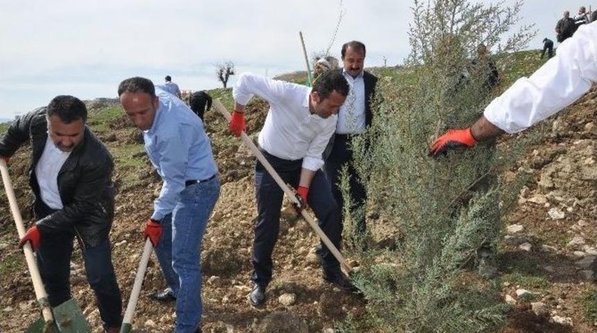 Şırnak Belediyesi Ağa&ccedil; Dikim Kampanyası Başlattı