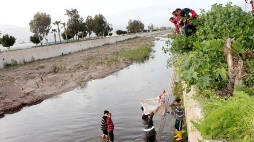 Dere Yatağında Bulunan Cantor Kaplumbağası Kurtarıldı