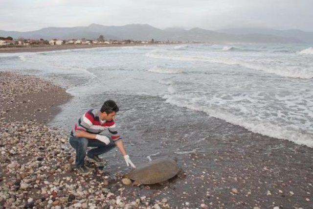 Dere Yatağında Bulunan Cantor Kaplumbağası Kurtarıldı