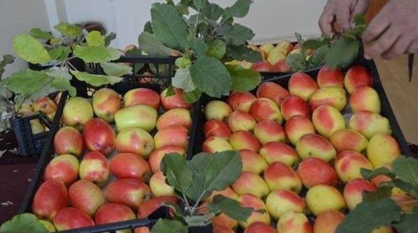 Kağızman&rsquo;ın Meşhur Uzun Elması T&uuml;keniyor