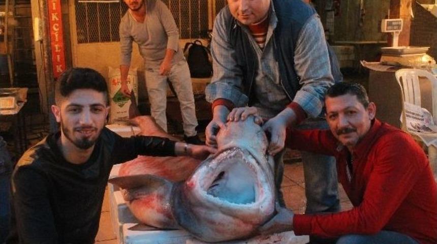 Mersin&rsquo;de Balık&ccedil;ıların Ağlarına Dev K&ouml;pek Balığı Takıldı