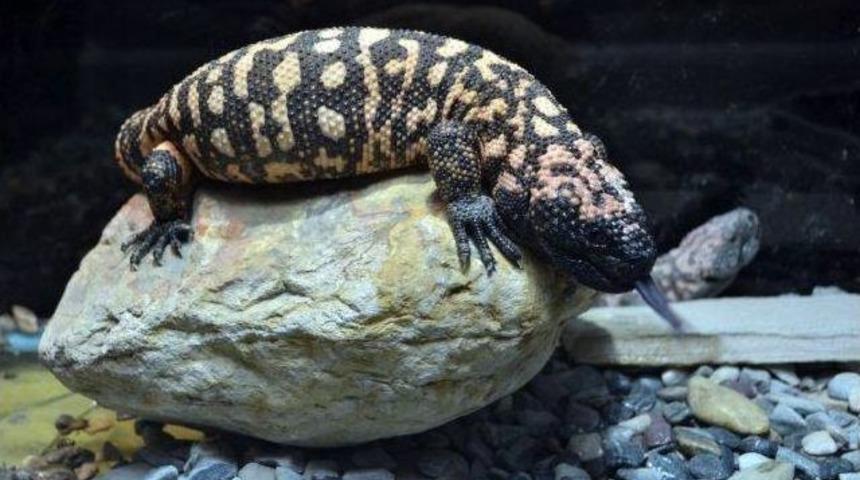 D&uuml;nyanın En Zehirli S&uuml;r&uuml;ngeni &lsquo;gila Canavarı&rsquo;, Aqua Vega&rsquo;da Ziyaret&ccedil;ilerin İlgi Odağı