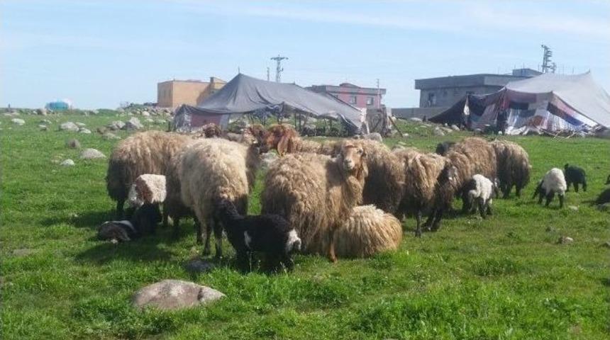 İdil&rsquo;de Sokak K&ouml;pekleri Dehşet Sa&ccedil;tı