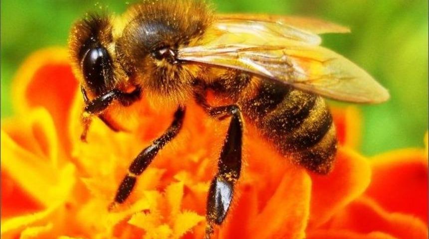 Bal Stratejik &Uuml;r&uuml;n Oldu