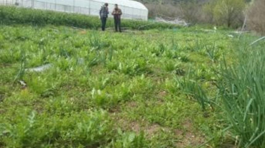 İnhisar&rsquo;da Haşhaş Bitkisi Operasyonu