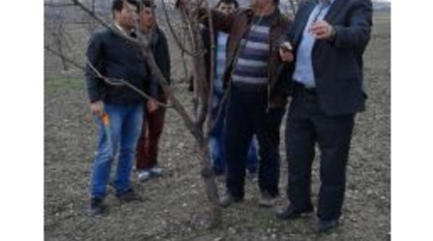 &Ccedil;ift&ccedil;ilere Uygulamalı Budama Eğitimi