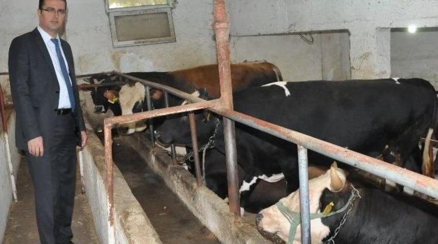 Ordu&rsquo;da Hayvancılığa 10.2 Milyon Tl Destek