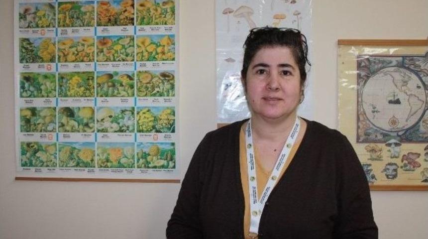 Zehirli Mantarlar Hakkında Yanlış İnanışlar