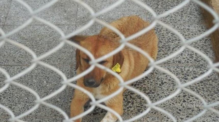 Sokak Hayvanlarına 5 Yıldızlı Hizmet