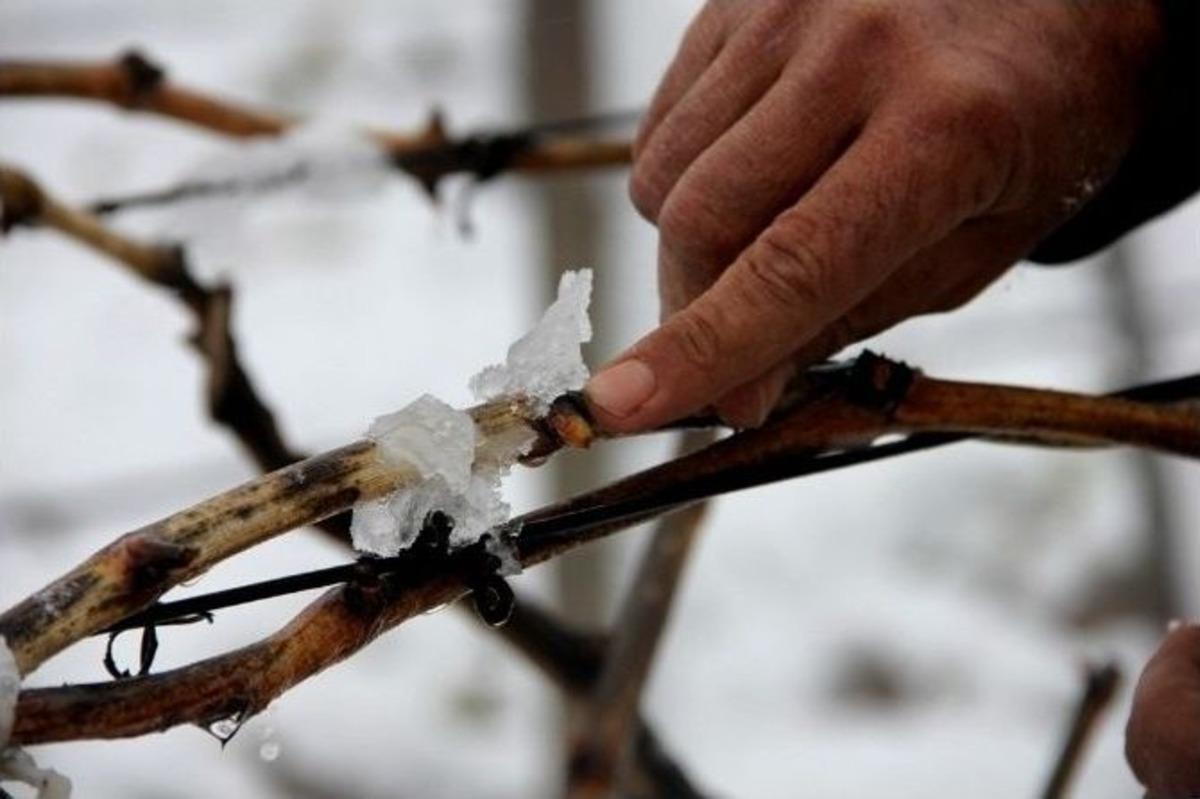 Manisa&rsquo;da &Uuml;z&uuml;m Bağları Kar Altında Kaldı