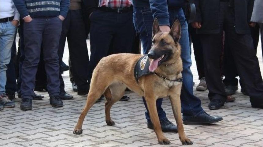 K9 K&ouml;peklerinden Şov