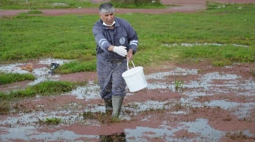 Larva İle M&uuml;cadele T&uuml;m Hızıyla Devam Ediyor