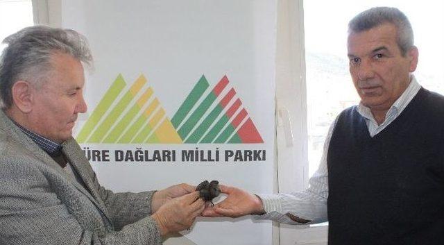 Yaralı Olarak Bulunan Ebabil Kuşu Tedavi Edilip Doğaya Salındı