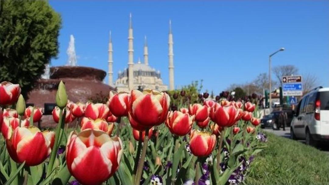 Edirne&rsquo;de Lale Devri