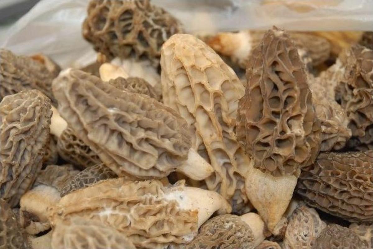 Fethiye&rsquo;de Kuzug&ouml;beği Festivali Coşkusu