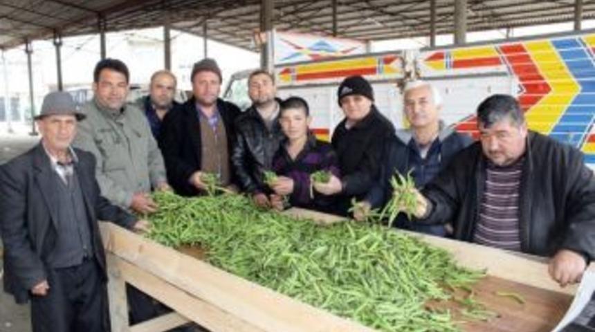 Şiddetli Soğuklar Bakla Ve Bezelye Verimini Düşürdü