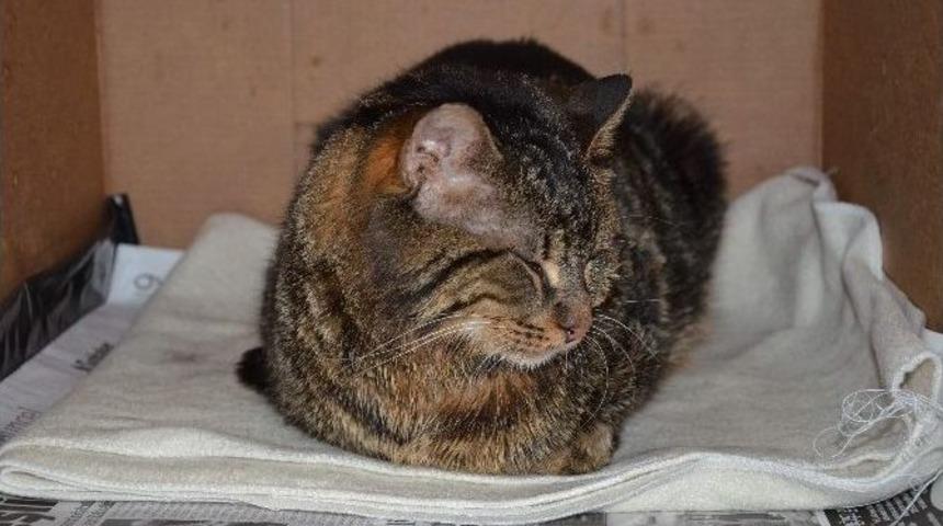 (&ouml;zel Haber) Hayvan Sevgisinin B&ouml;ylesi