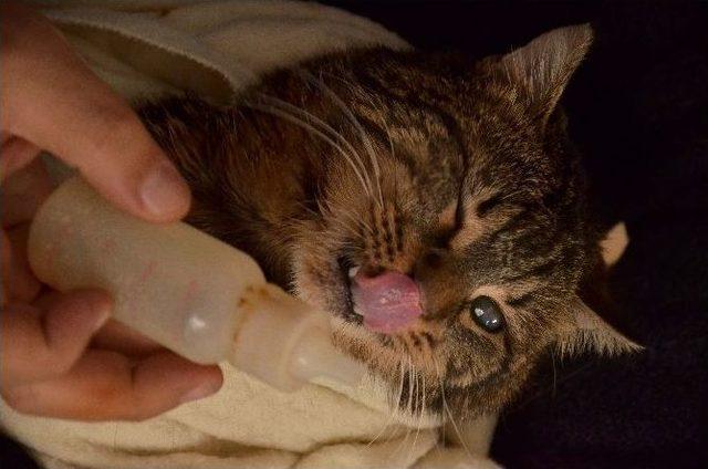 (&ouml;zel Haber) Hayvan Sevgisinin B&ouml;ylesi 1