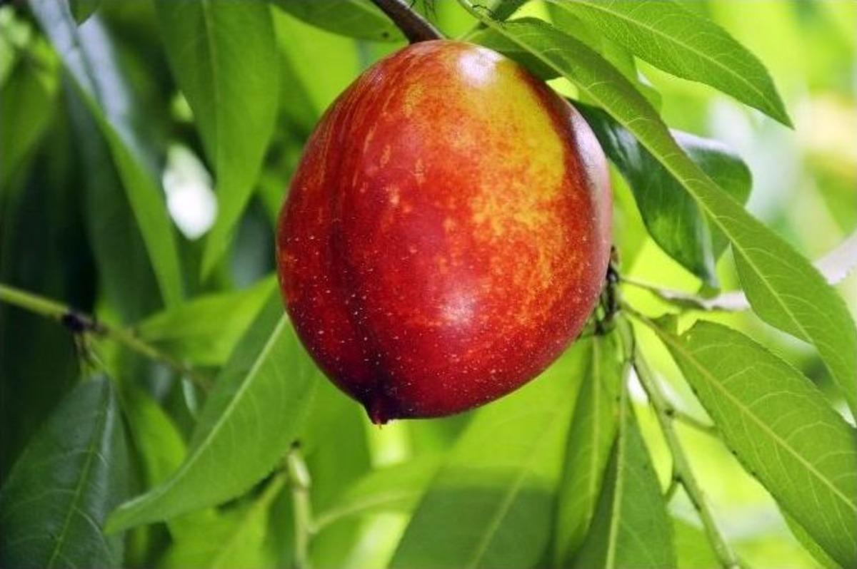 T&uuml;rkiye&rsquo;nin İlk Nektarini Mersin&rsquo;de Hasat Edildi