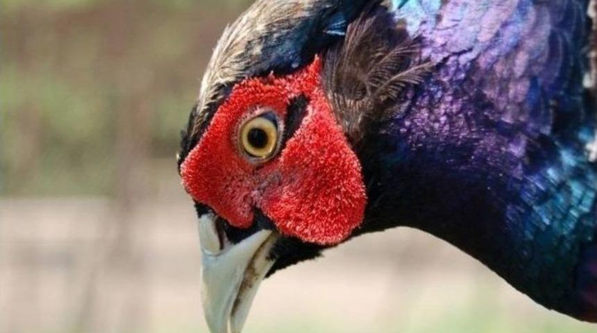 Son 10 Yılda 152 Bin 167 S&uuml;l&uuml;n &Uuml;retildi