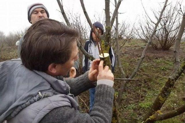 Düzce’de Aşı Teknikleri Uygulamalı Olarak Anlatıldı