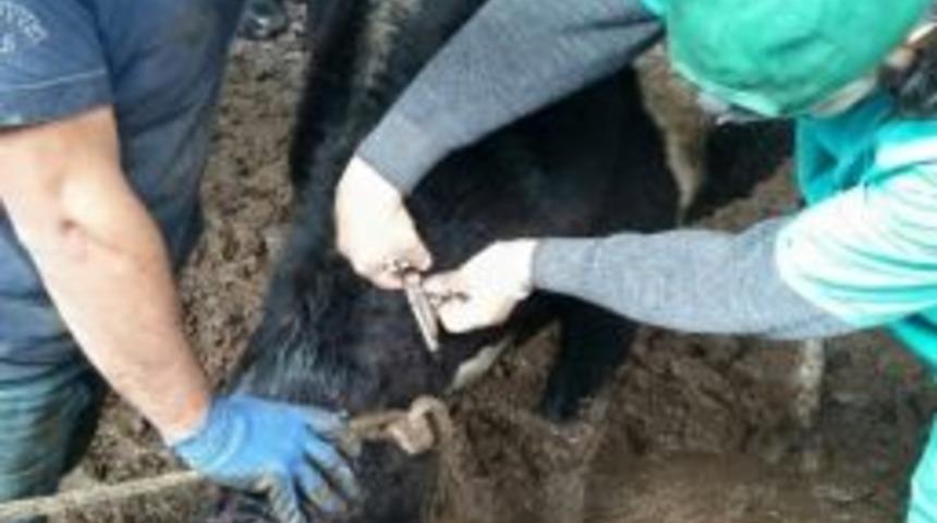 Söke İlçe Tarım Müdürlüğü’nden Şap Ve Kuduz Aşısı