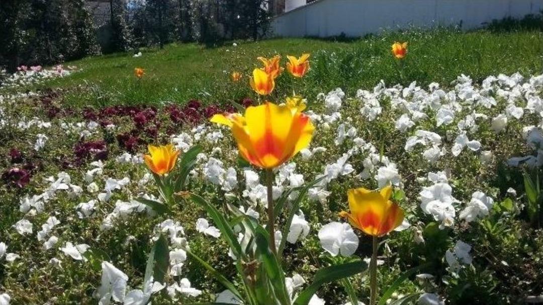 G&uuml;neş Y&uuml;z&uuml;n&uuml; G&ouml;sterdi, Vatandaşlar Parklara Akın Etti