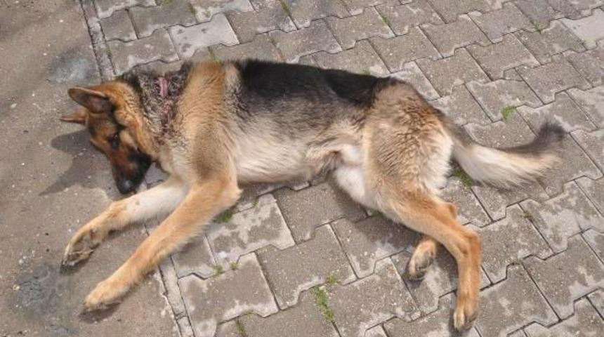 Bağlanan Naylon Ip K&ouml;peğin Boynunu Kesti