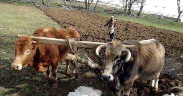 Bahçesaray'da Karasabanlı Tarım