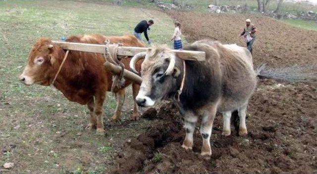 Bahçesaray'da Karasabanlı Tarım