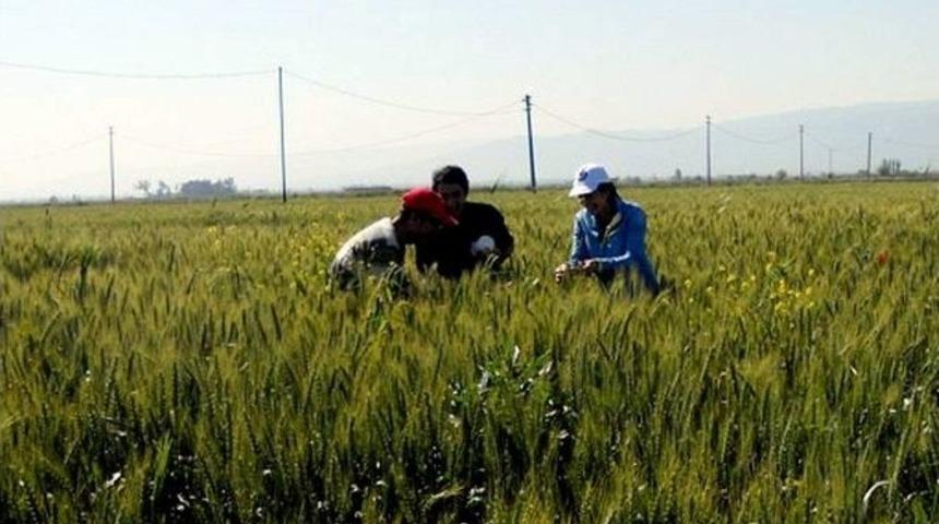 İhracat Gerilerken Hububat İhracatı Artıyor