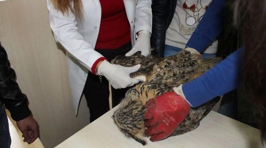 Orman Ve Su İşleri Bakanlığı&rsquo;ndan, Yaban Hayvanlarına Yardım Eli