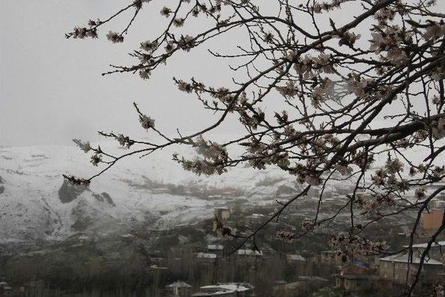 Nisan Karı Meyve Ağaçlarına Zarar Verdi