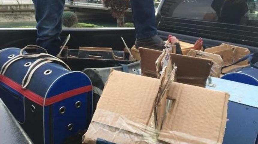 Kahvede Horoz D&ouml;v&uuml;şt&uuml;r&uuml;rken Yakalandılar