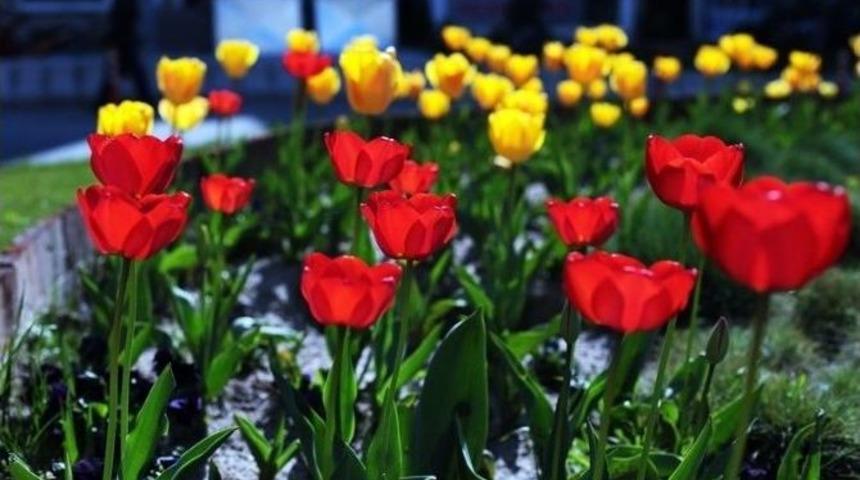 Kırklareli Lale Bah&ccedil;esine D&ouml;nd&uuml;