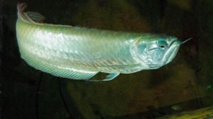 Arowana Balığı Aqua Vega&rsquo;da