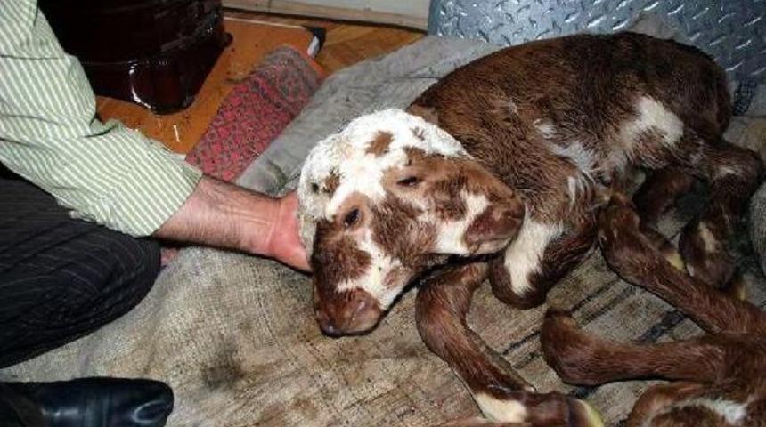 Kastamonu'da &Ccedil;ift Başlı Buzağı Doğdu