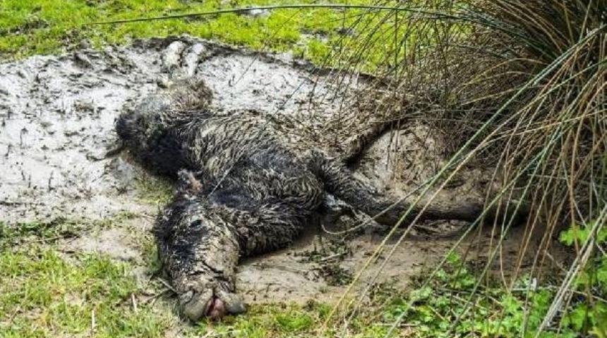 Savcının Duyarlılığı, Tayı &Ouml;l&uuml;mden Kurtardı