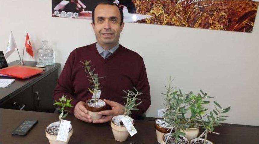 Burhaniye&rsquo;de Zeytin Tanıtım Kampanyası