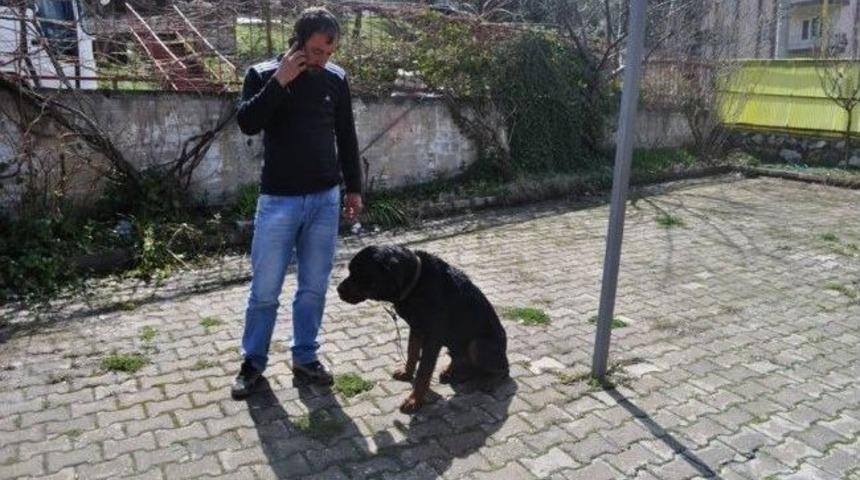 Kuduz K&ouml;pek Ş&uuml;phesi T&uuml;m Birimleri Seferber Etti
